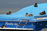Enten am Gardasee im Hafen von Lazise