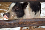 Schweine-Stall auf Hof Lochmhle in Eigeltingen