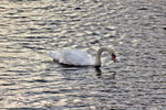 auf dem Möhnesee