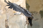 100. Schwaben-Stammtisch, Geier bei der Greifvogel Flugshow am Schloss Schillingsfrst