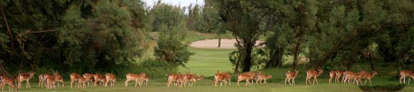 Wild auf dem Golfplatz von Albarella