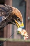 100. Schwaben-Stammtisch, Adler bei der Greifvogel Flugshow am Schloss Schillingsfrst
